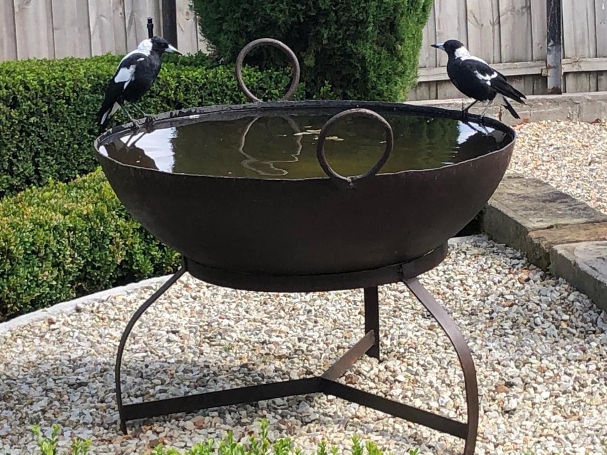 샌디베이 The Rivulet B&B 외부 사진 Magpies drinking at a bird bath